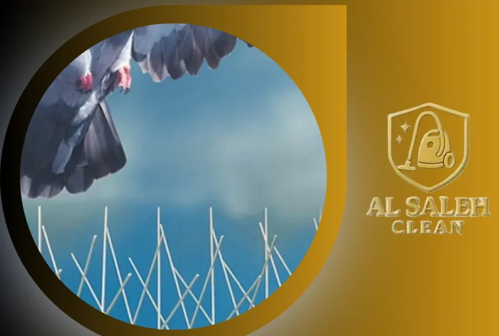 أضرار تجمع الحمام على المباني | طرق الحماية في رأس الخيمة